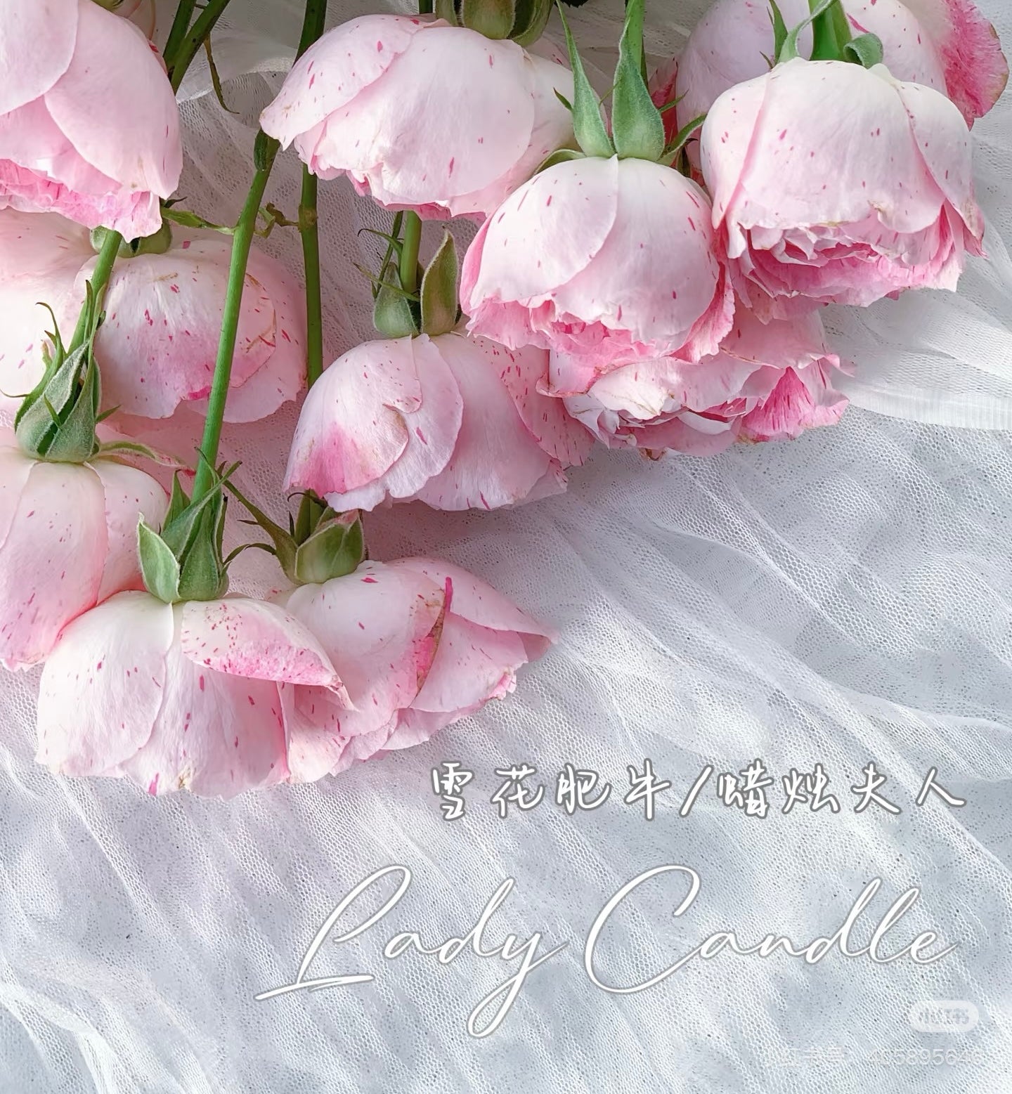 Lady Candle （Wagyu beef）  蜡烛夫人（雪花肥牛）-Potted Rose-Ship in June