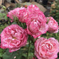 Lady Candle （Wagyu beef）  蜡烛夫人（雪花肥牛）-Potted Rose-Ship in June