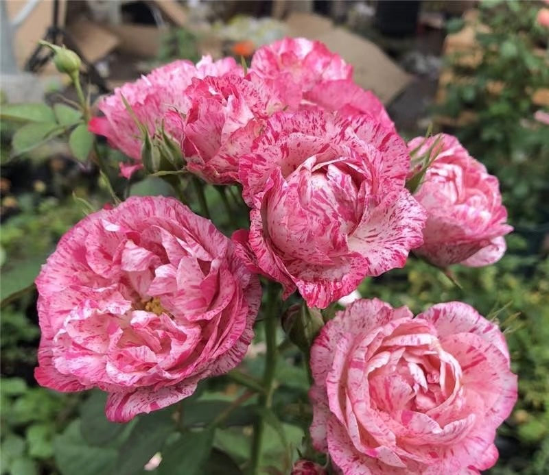 Lady Candle （Wagyu beef）  蜡烛夫人（雪花肥牛）-Potted Rose-Ship in June