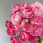 Lady Candle （Wagyu beef）  蜡烛夫人（雪花肥牛）-Potted Rose-Ship in June