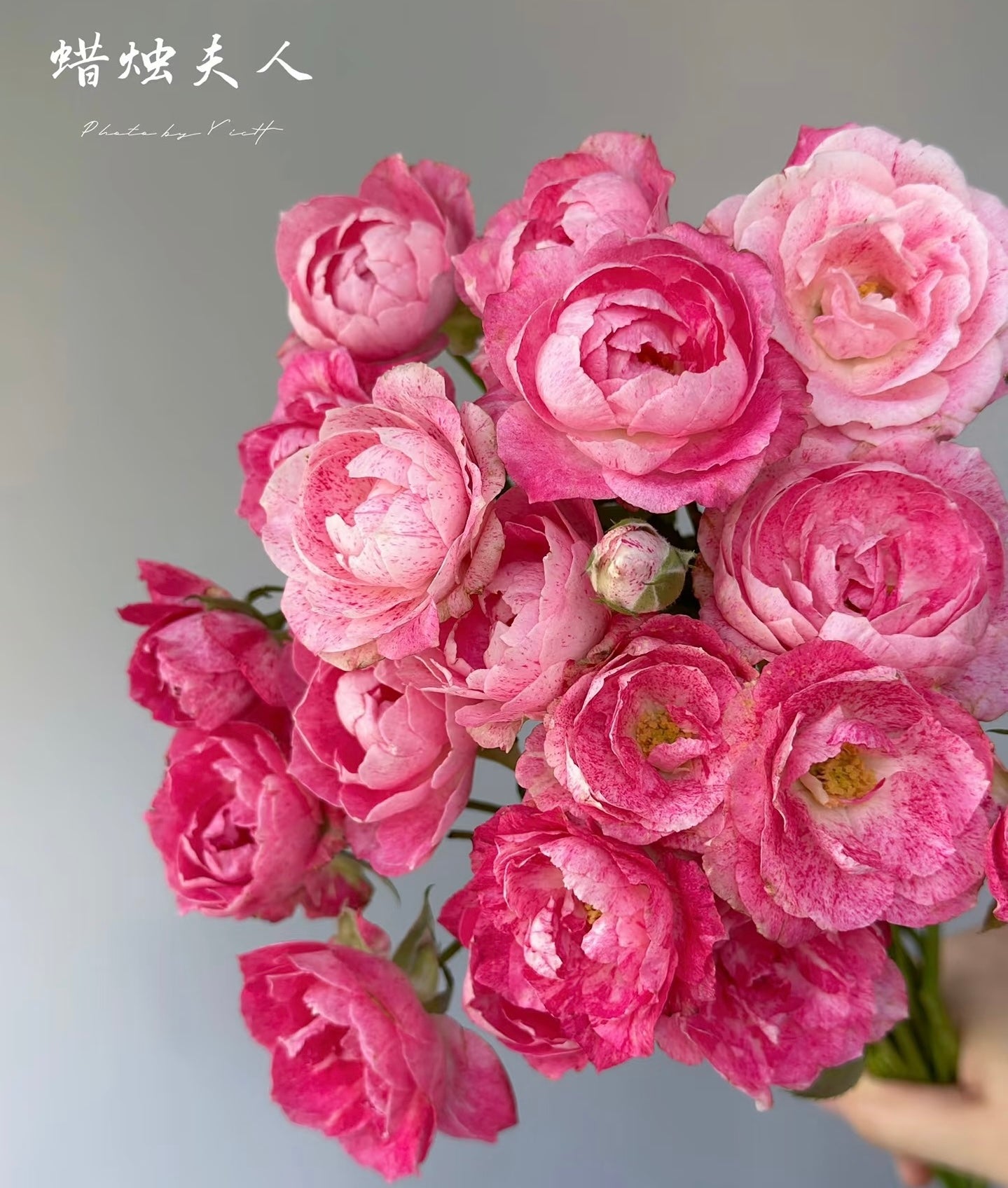 Lady Candle （Wagyu beef）  蜡烛夫人（雪花肥牛）-Potted Rose-Ship in June