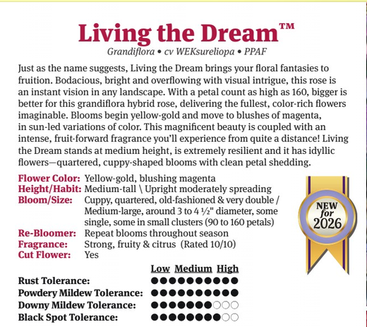 Living the Dream™ Grandiflora Rose-Pre Order 2026