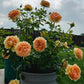 Double Amber-Potted Rose-Ship in June