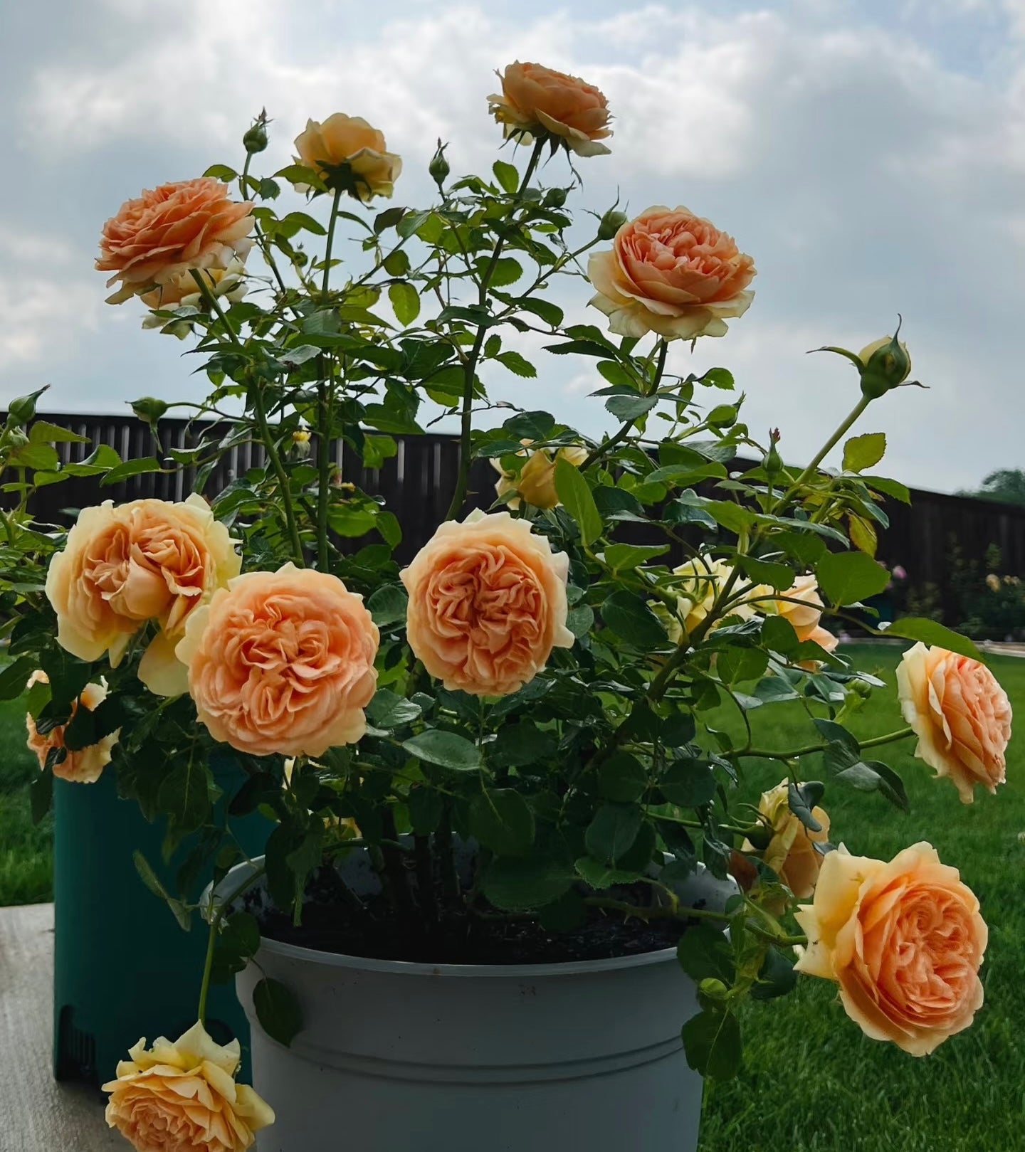 Double Amber-Potted Rose-Ship in June