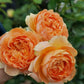 Double Amber-Potted Rose-Ship in June