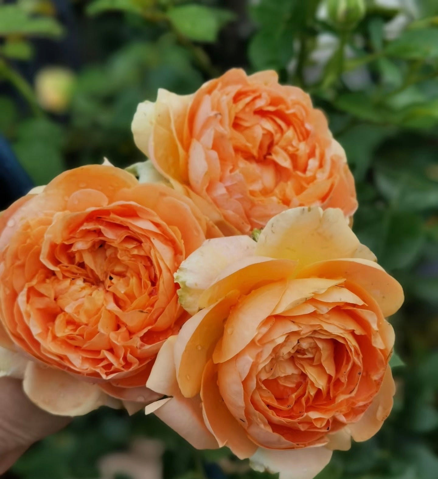 Double Amber-Potted Rose-Ship in June
