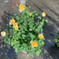 Lang Rosa-Bird Chirp-Potted Rose-Ship in June