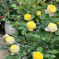 Lang Rosa-Bird Chirp-Potted Rose-Ship in June