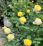 Lang Rosa-Bird Chirp-Potted Rose-Ship in June