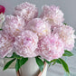 Peony - Blush Queen