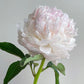 Peony - Blush Queen