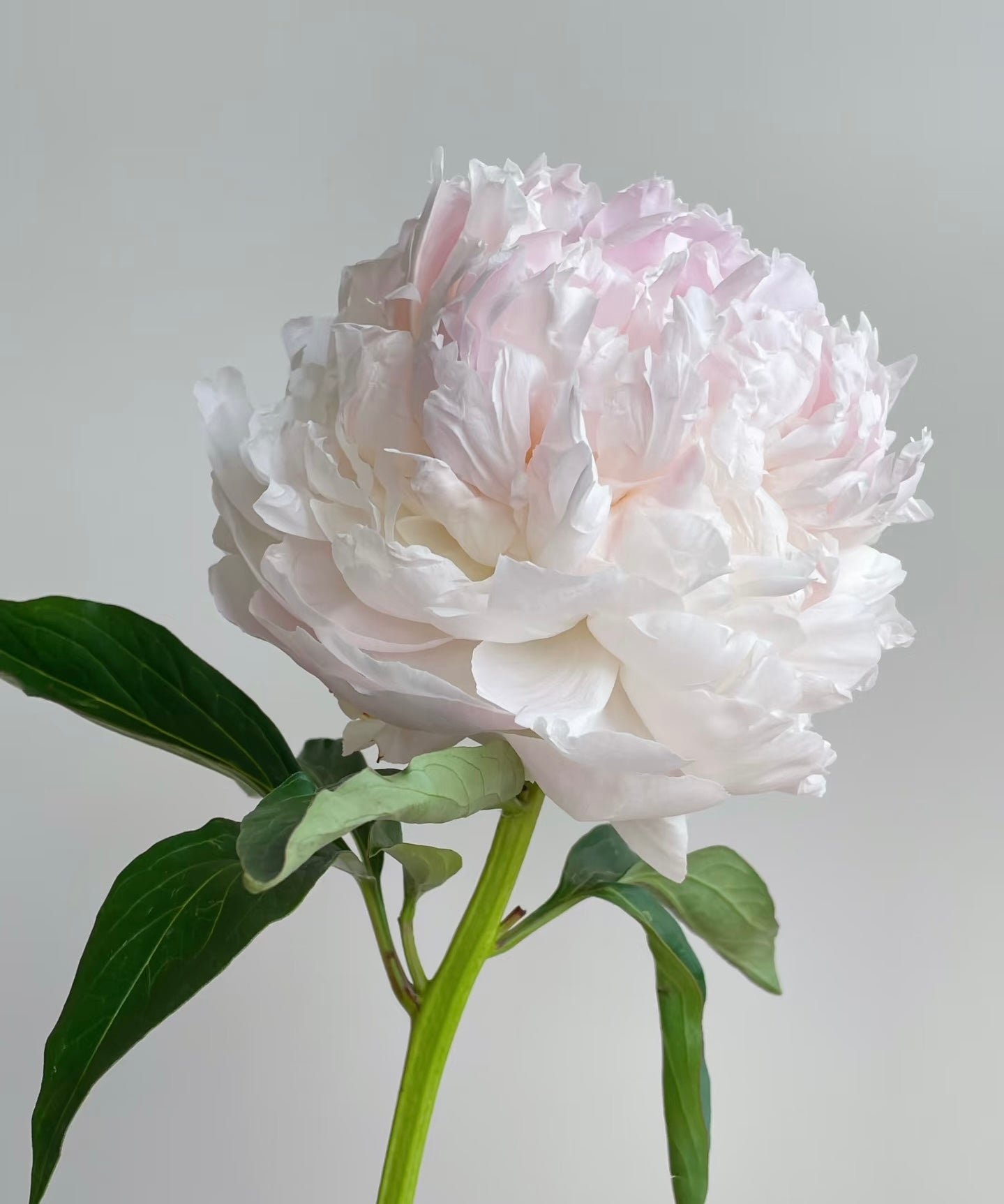 Peony - Blush Queen