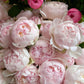 Peony - Blush Queen