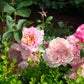 Miyabi-Potted Rose-Ship in June