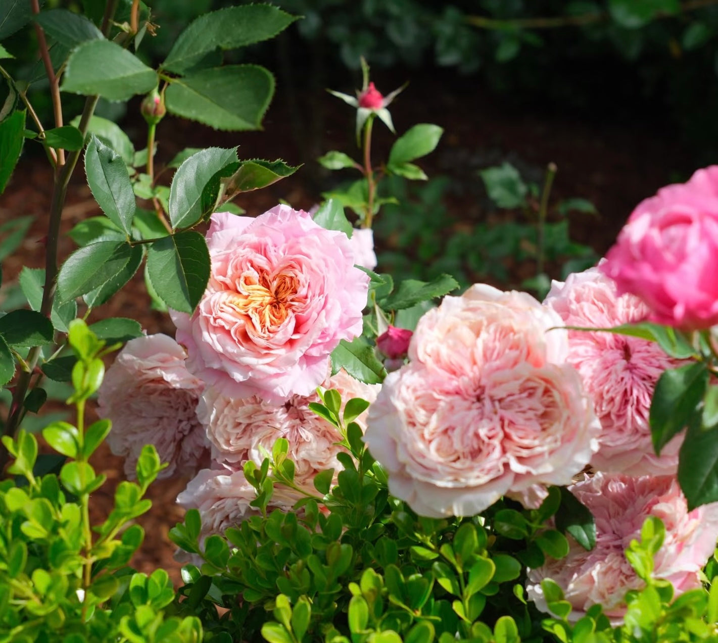 Miyabi-Potted Rose-Ship in June