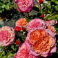 Miyabi-Potted Rose-Ship in June