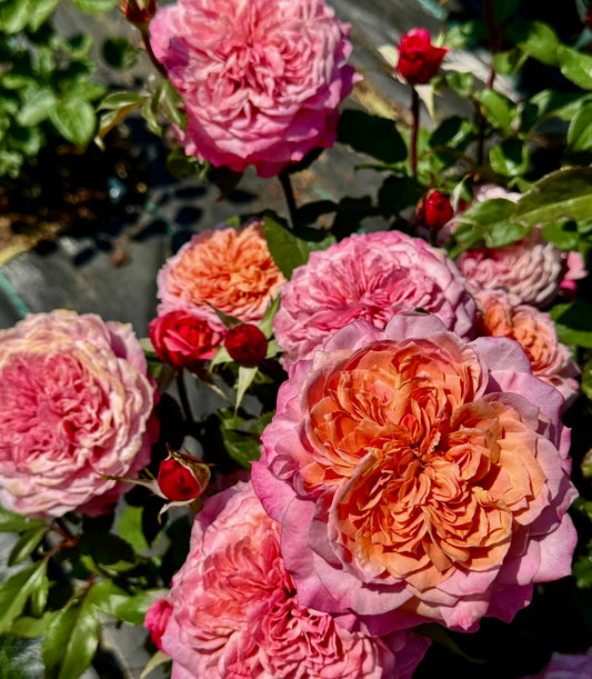 Miyabi-Potted Rose-Ship in June