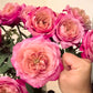 Miyabi-Potted Rose-Ship in June