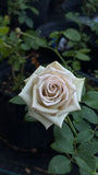 Wild Moss-Potted Rose – Ready to Ship