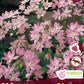 Allium Roseum - 20 bulbs