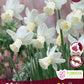 Narcissus Snipe - 5 bulbs