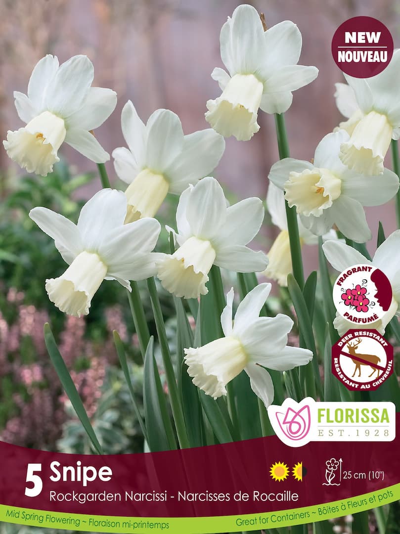 Narcissus Snipe - 5 bulbs