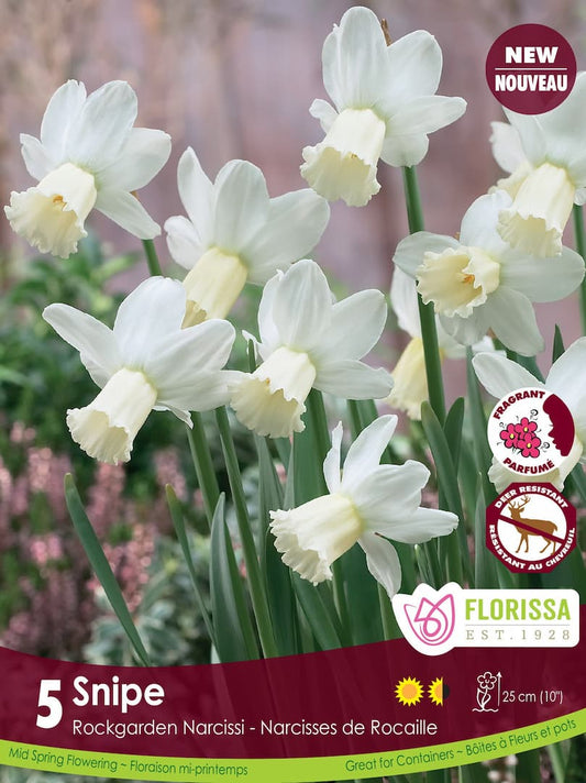 Narcissus Snipe - 5 bulbs