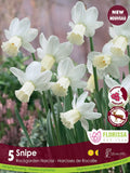 Narcissus Snipe - 5 bulbs