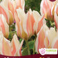 Tulip Serano -6 bulbs