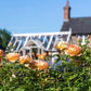 Lady of Shalott™ - David Austin Rose