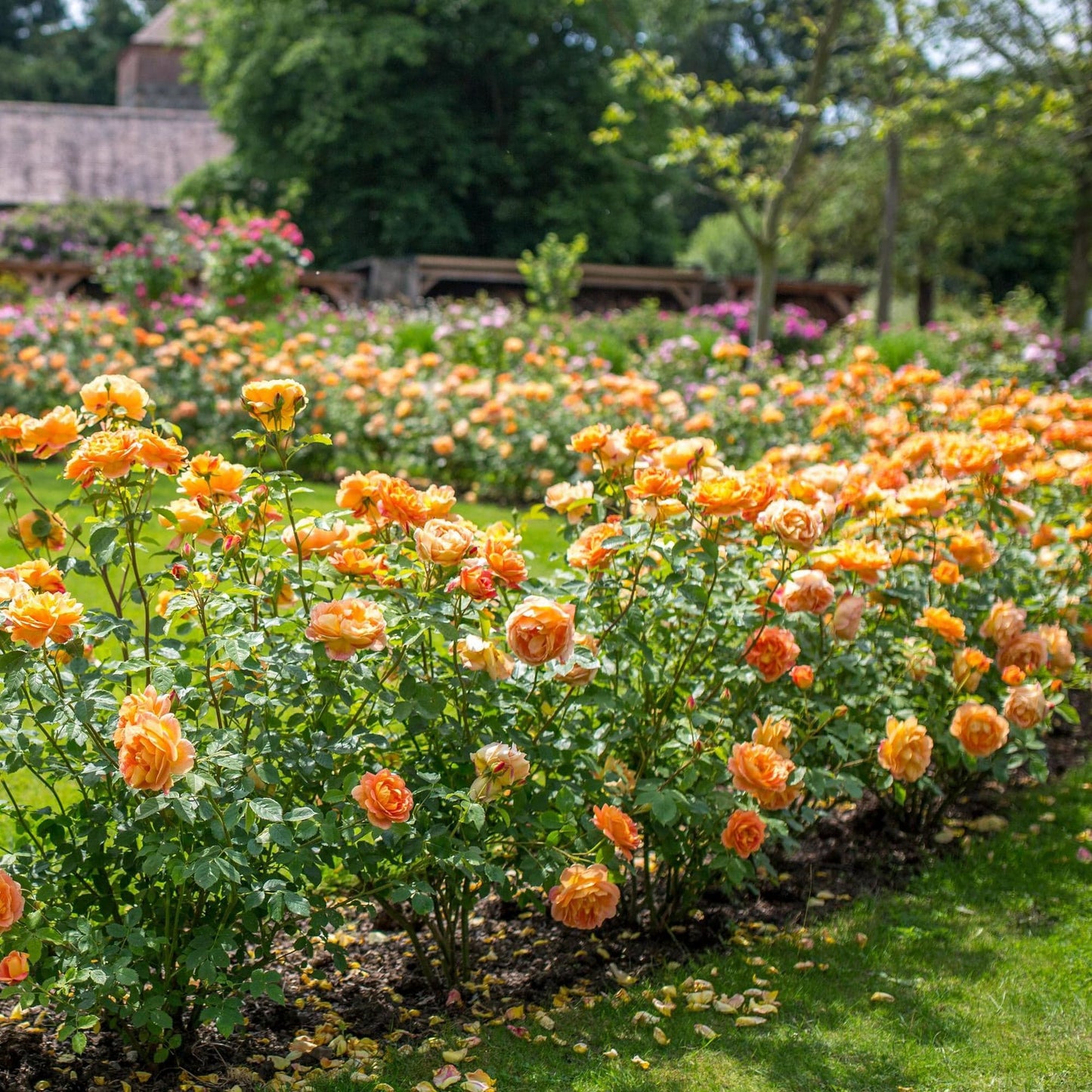 loosely arranged, orange petals, Lady of Shallot