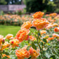 Rich orange buds in the garden