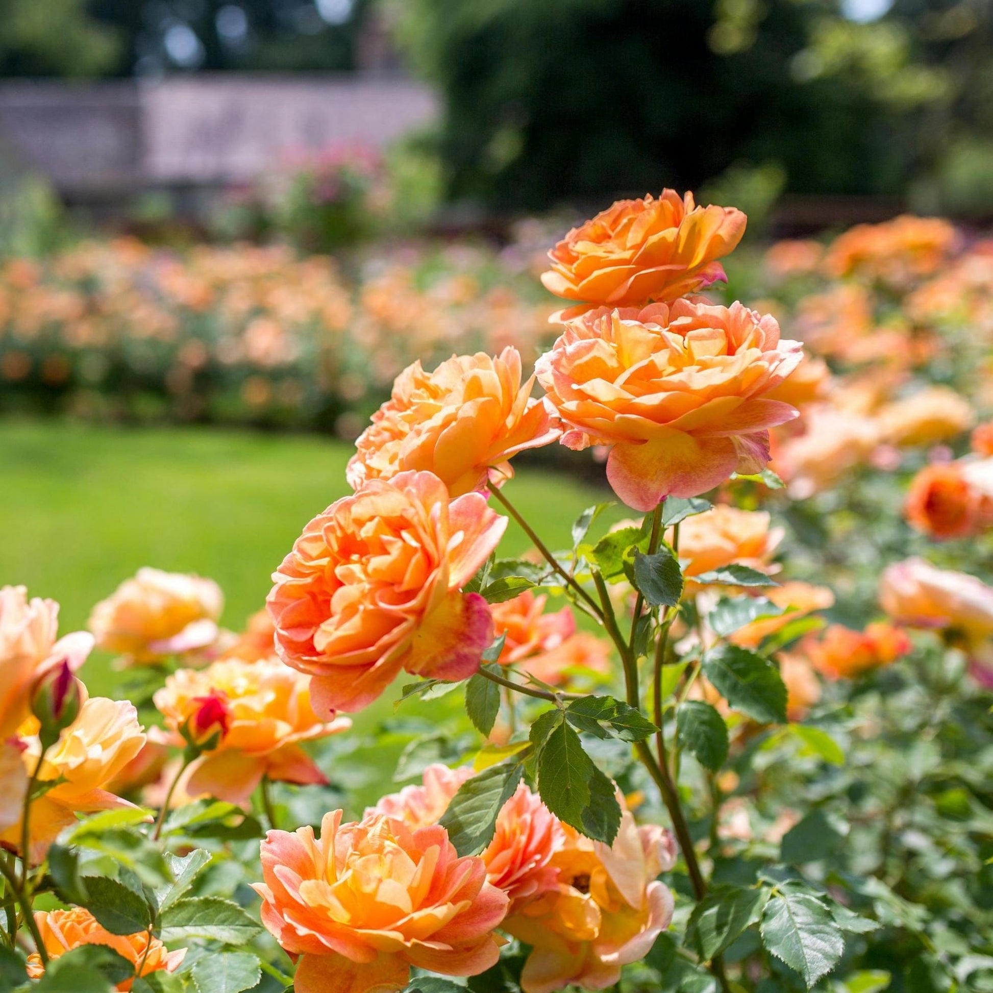 Rich orange buds in the garden