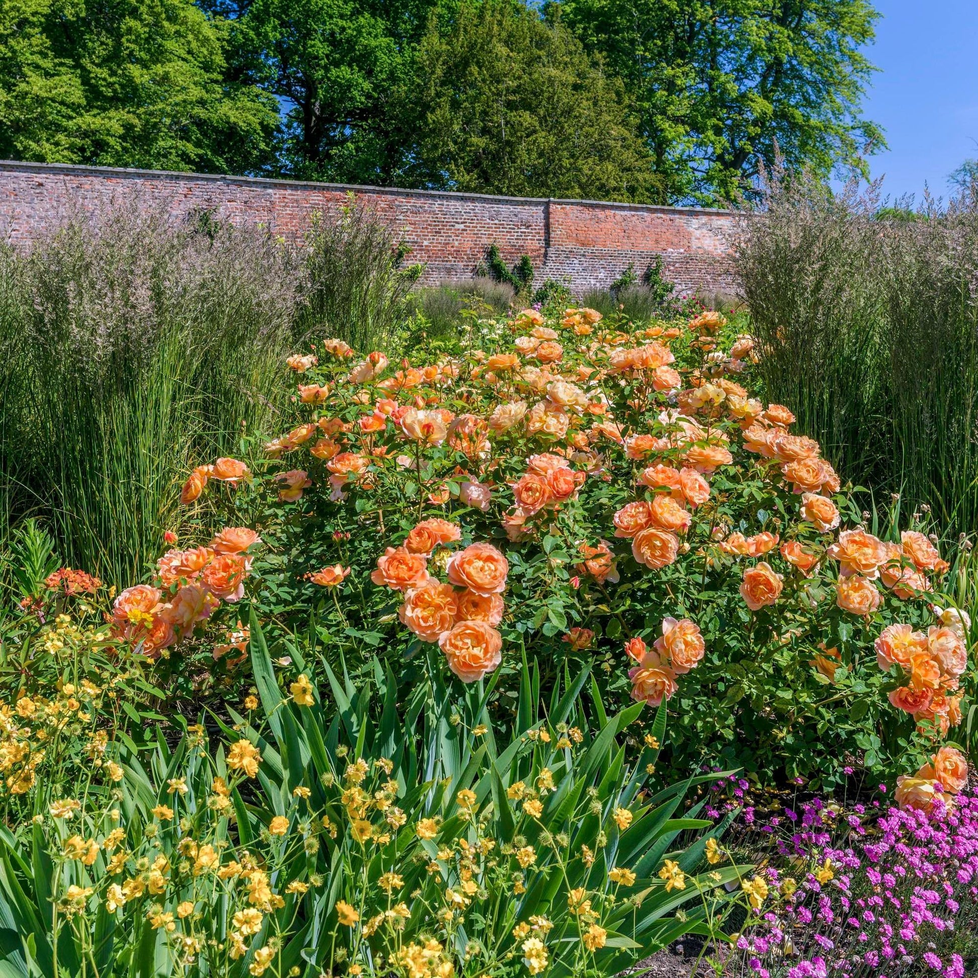 bushes of Lady of Shallot