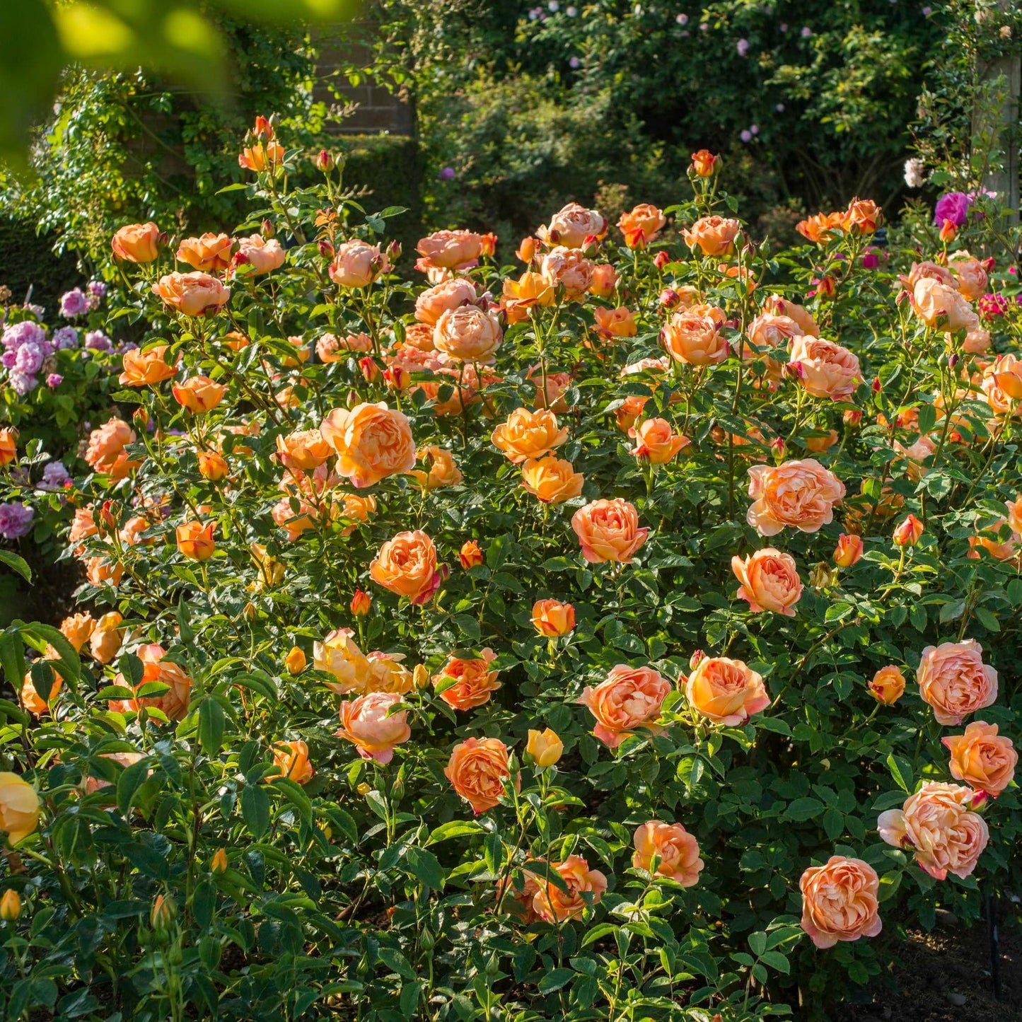 Lady of Shalott™ - David Austin Rose