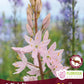 Camassia Pink Stars -1 bulb