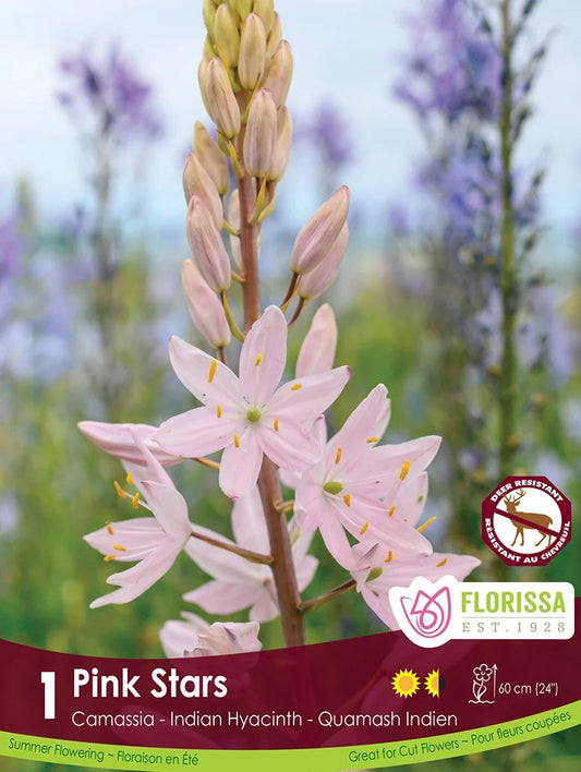 Camassia Pink Stars -1 bulb