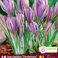 Crocus laevigatus 'Fontenayi' - winter blooming-10 bulbs