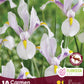 Iris Dutch Carmen - 10 bulbs
