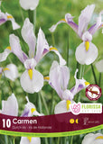 Iris Dutch Carmen - 10 bulbs