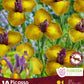 Iris Dutch Picasso -10 bulbs