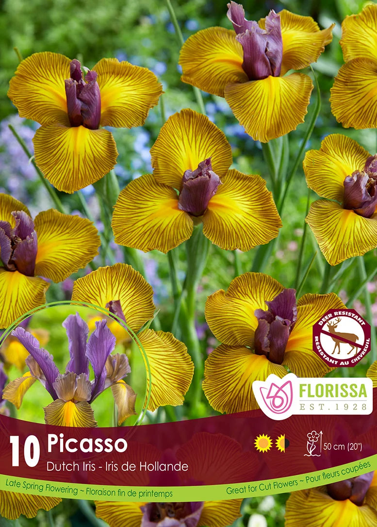 Iris Dutch Picasso -10 bulbs