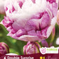 Tulip Double Surprise - 6 bulbs