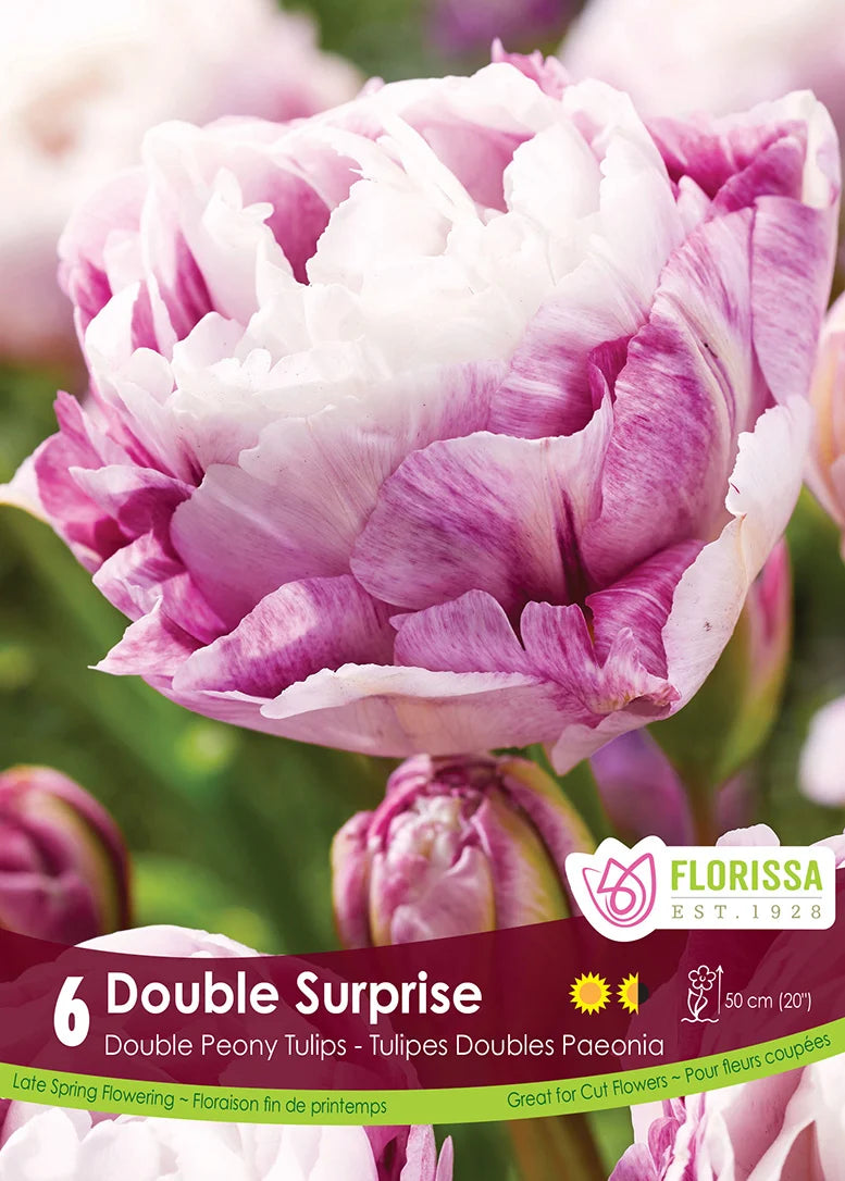 Tulip Double Surprise - 6 bulbs