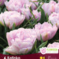 Tulip Katinka - 6 bulbs