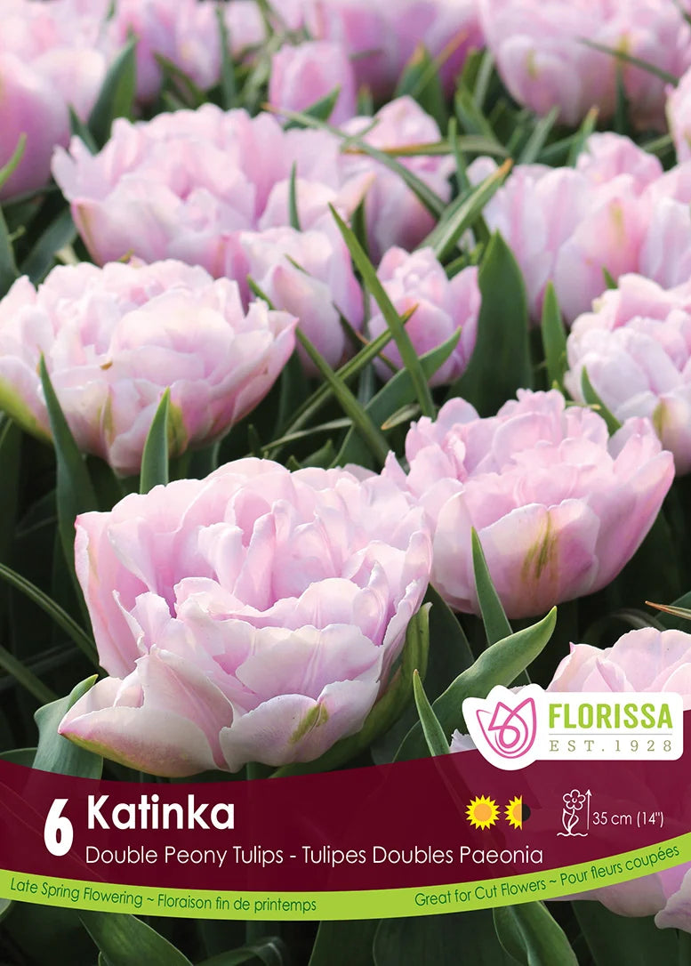 Tulip Katinka - 6 bulbs
