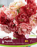 Tulip Pep Talk - 6 bulbs