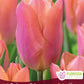 Tulip Salmon Prince - 6 bulbs