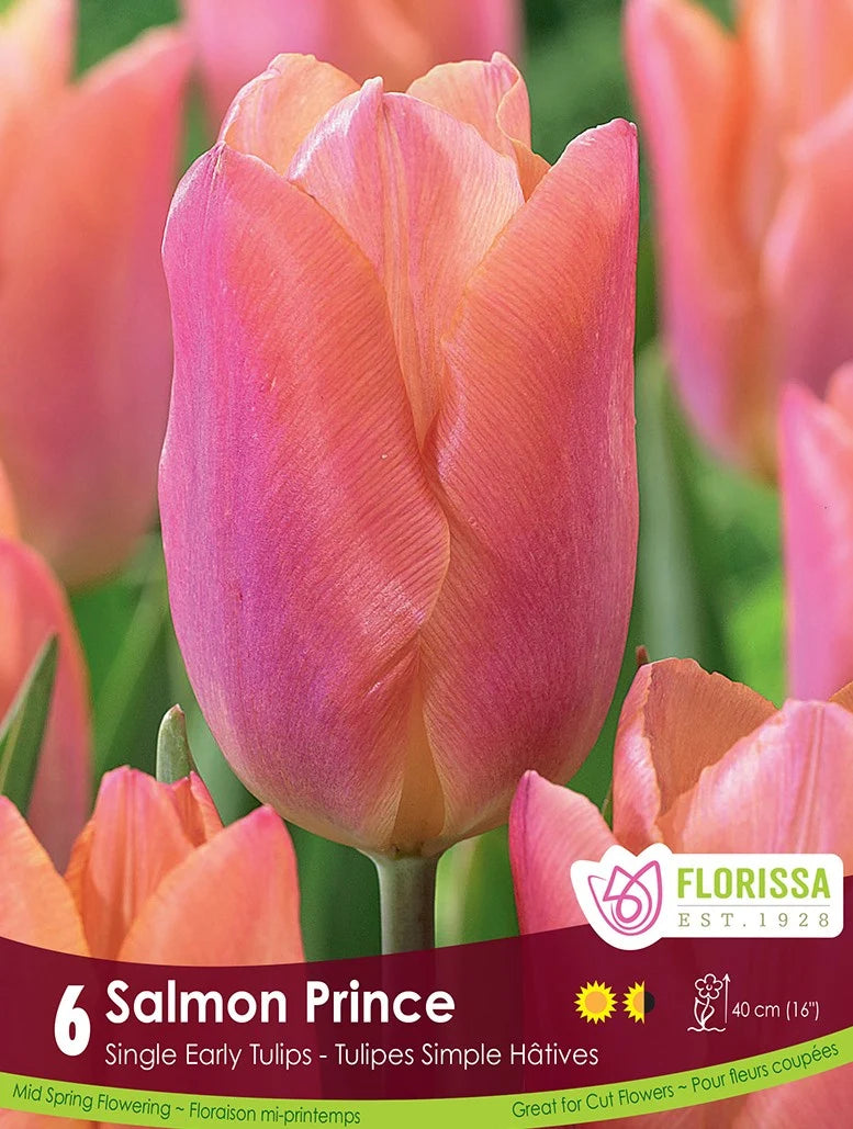 Tulip Salmon Prince - 6 bulbs