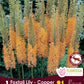 Eremurus Copper - 1 bulb